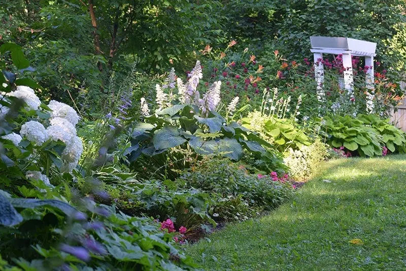 Landscaping with Hydrangeas and Hostas A Beautiful Combination