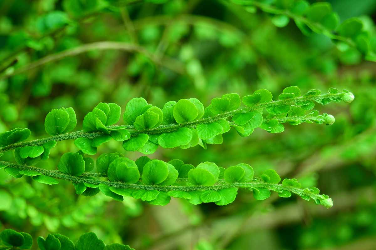 Lemon Button Fern Care Tips and Tricks for a Healthy Plant