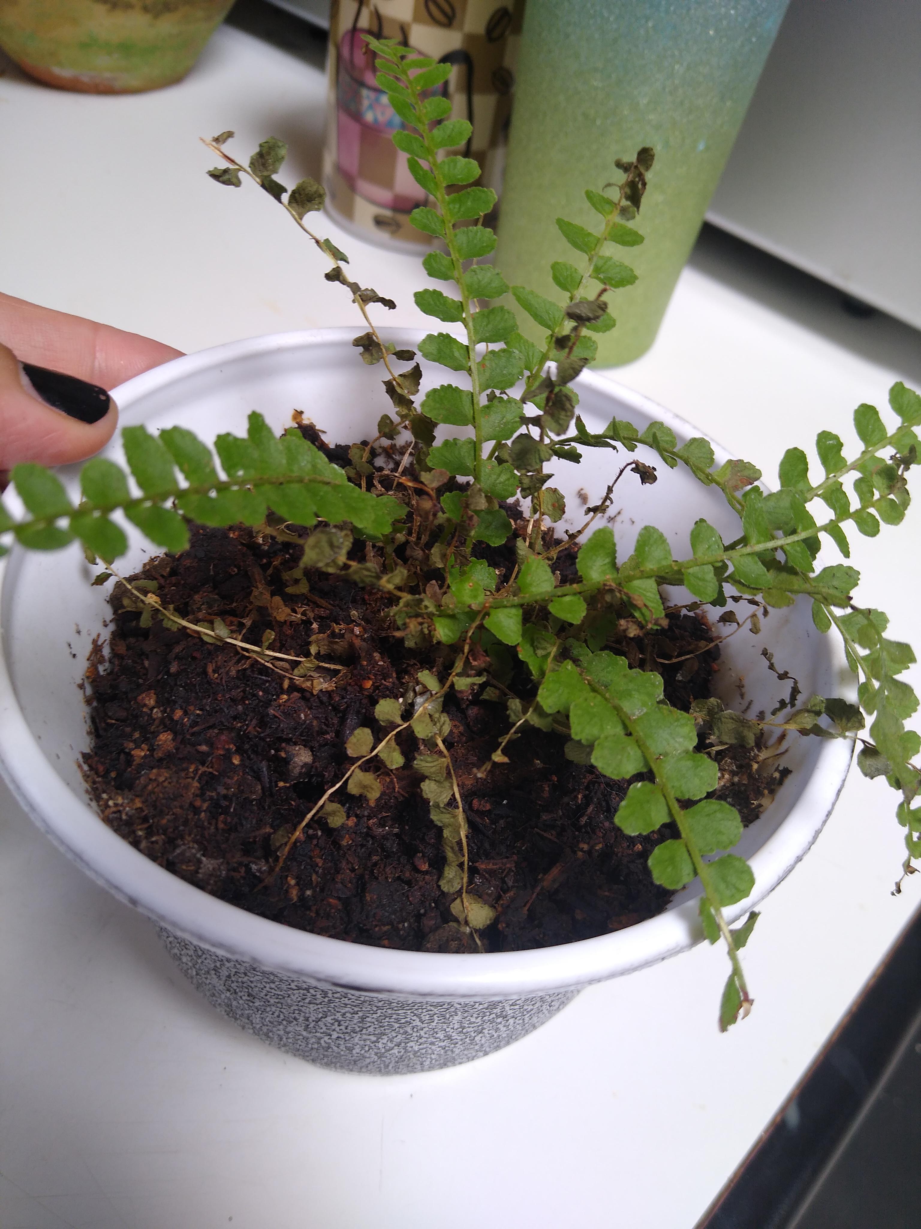 Lemon Button Fern Care Tips and Tricks for a Healthy Plant