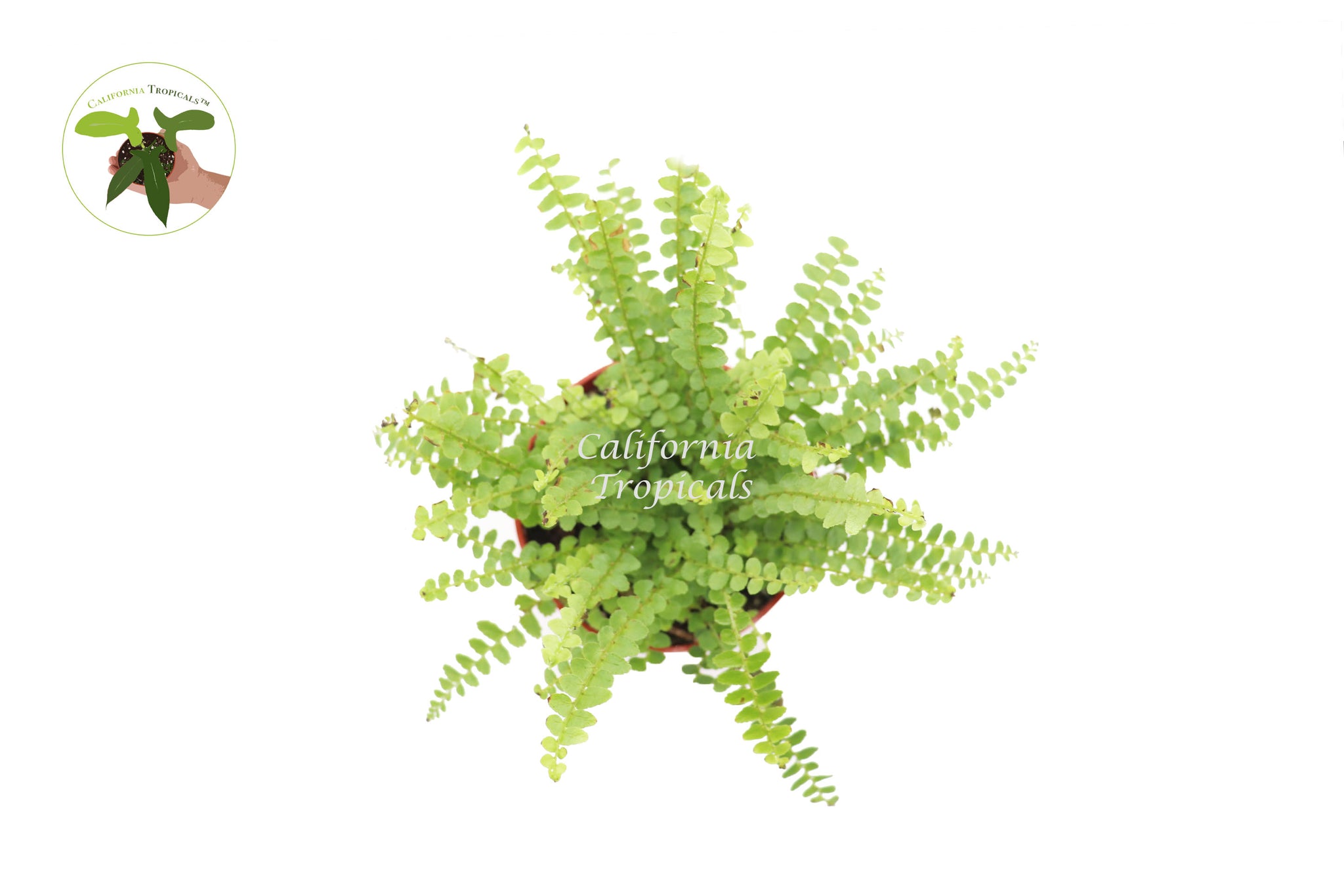 Lemon Button Fern Care Tips and Tricks for a Healthy Plant