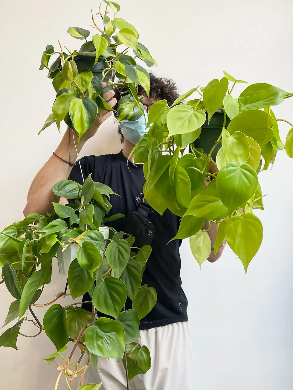 Lemon Lime Philodendron Care Tips for Growing and Maintaining a Healthy Plant