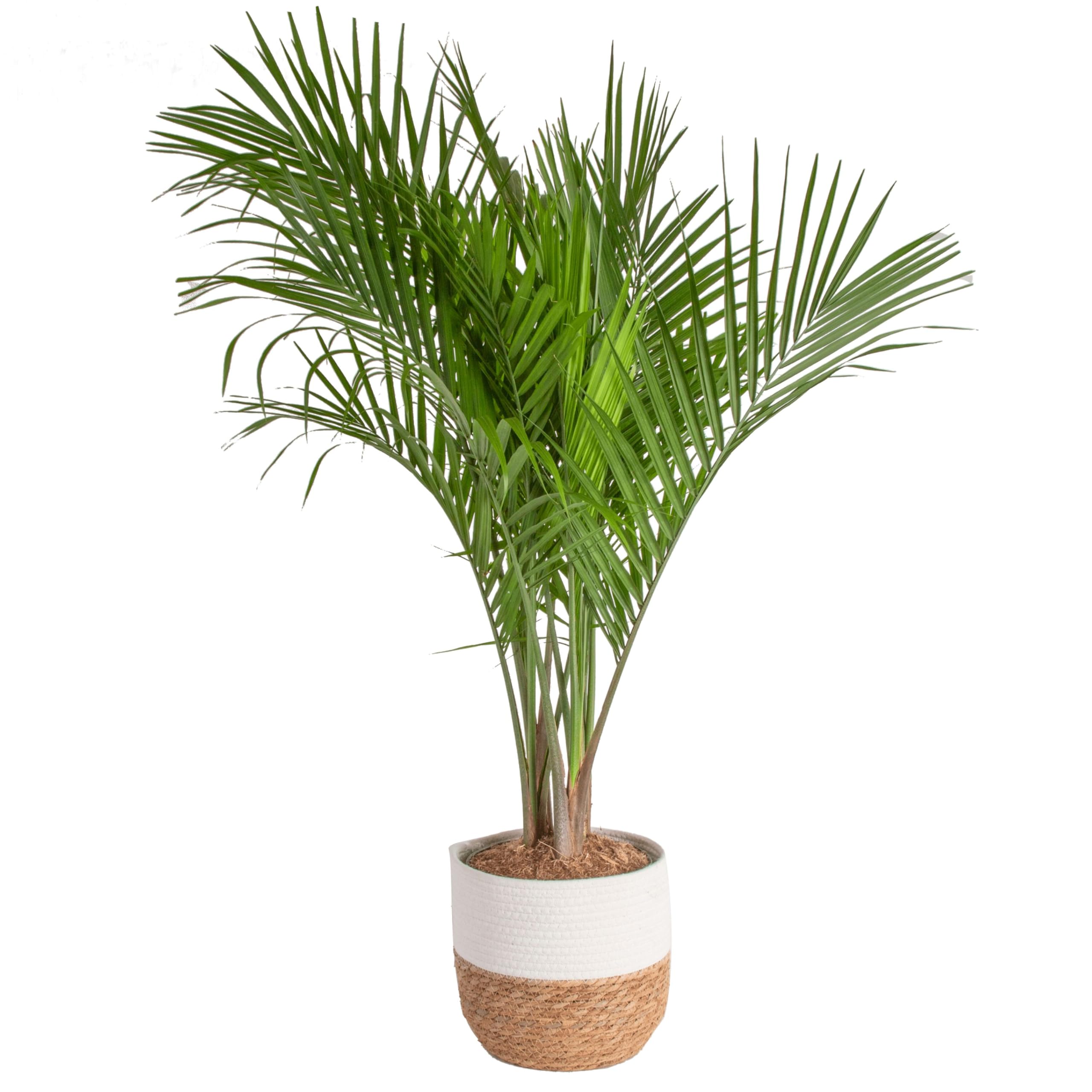 Majesty Palm Care Outdoor Tips, Tricks and FAQs