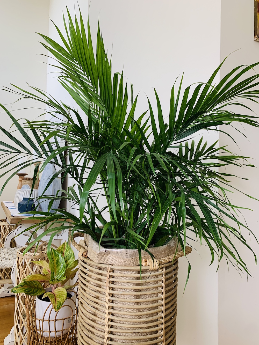 Majesty Palm Care Outdoor Tips, Tricks and FAQs