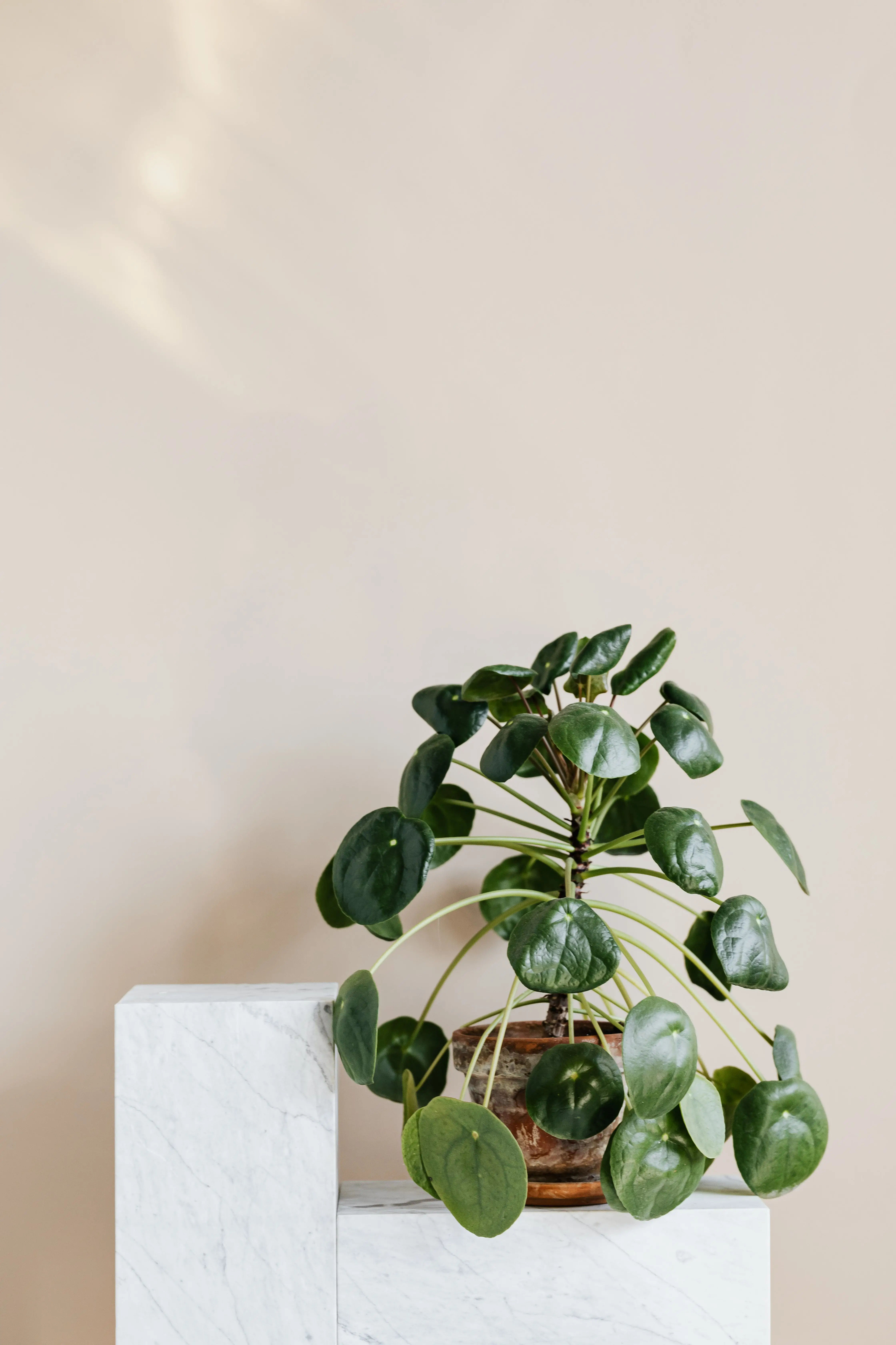 Marble Queen Pothos Care