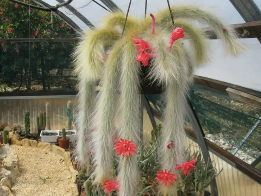 Monkey Tail Cactus Care Tips for Keeping Your Plant Happy and Healthy