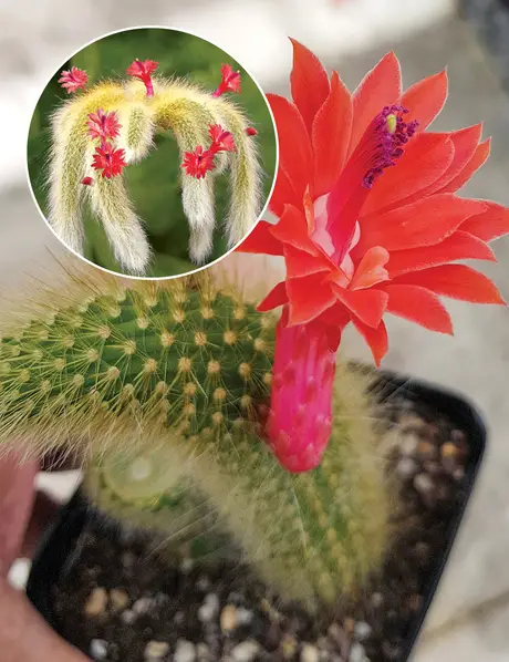 Monkey Tail Cactus Care Tips for Keeping Your Plant Happy and Healthy