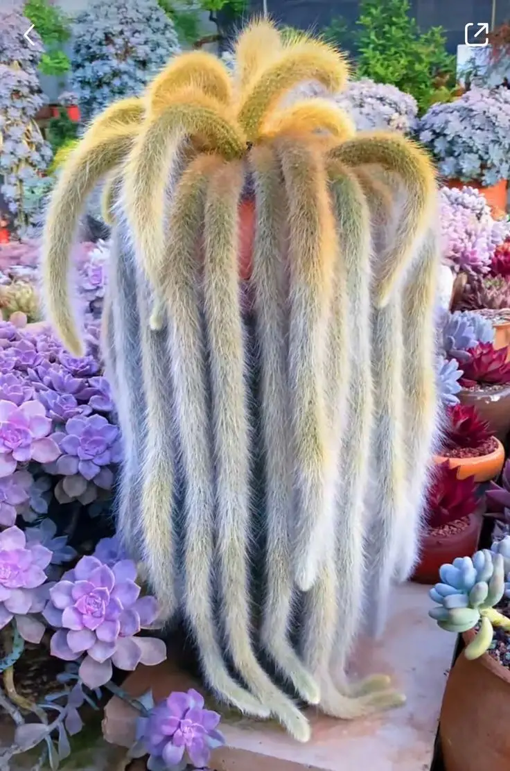 Monkey Tail Cactus Care Tips for Keeping Your Plant Happy and Healthy