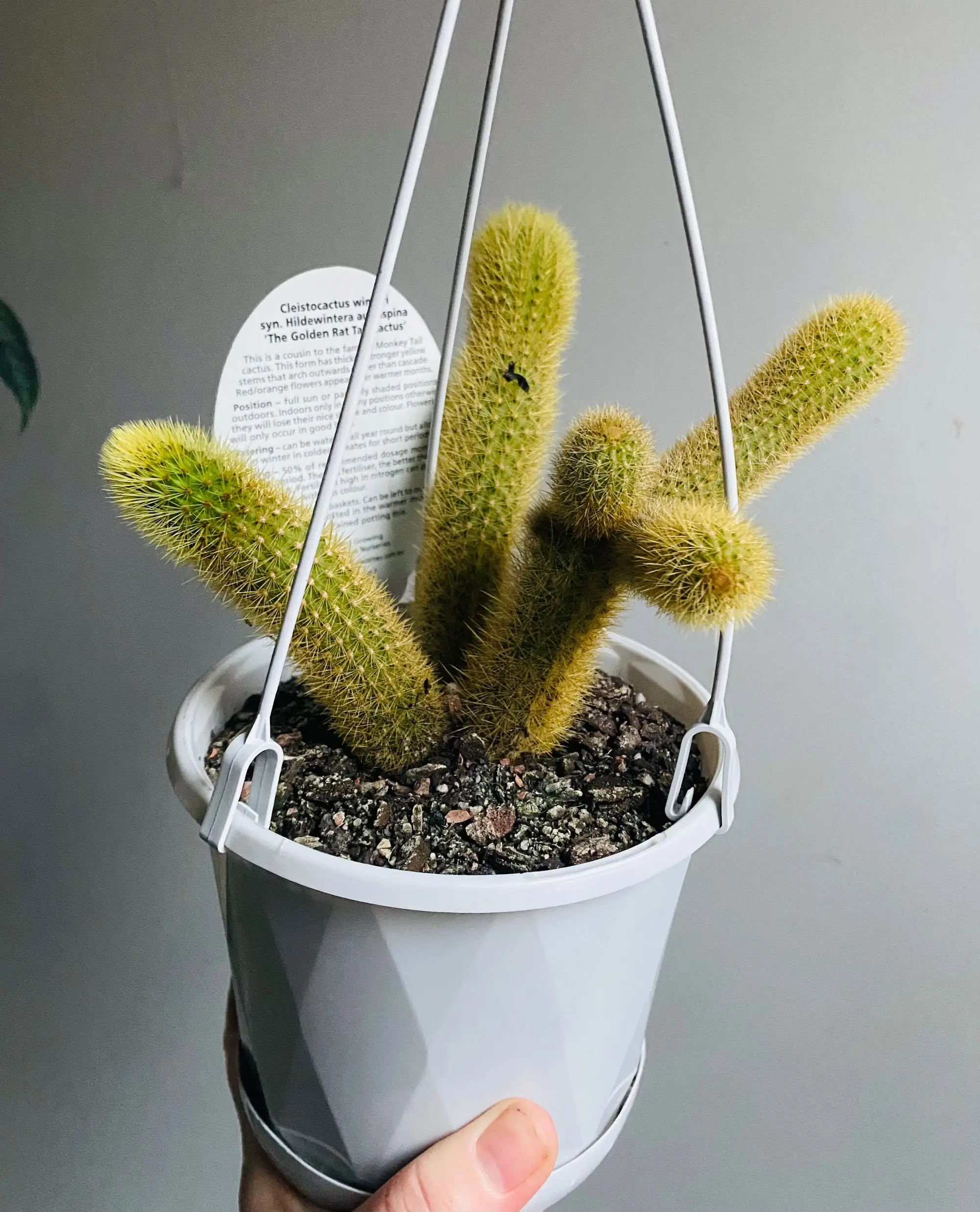 Monkey Tail Cactus Care Tips for Keeping Your Plant Happy and Healthy