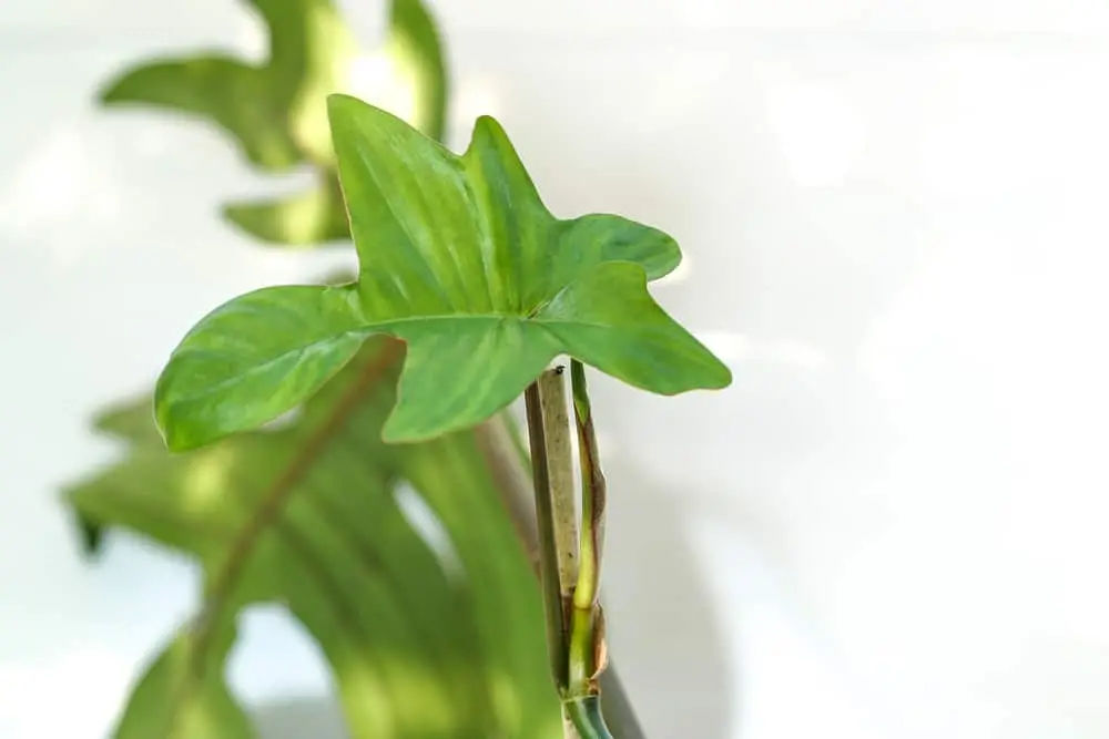 Philodendron Fuzzy Petiole Care Tips and Tricks for a Happy Houseplant