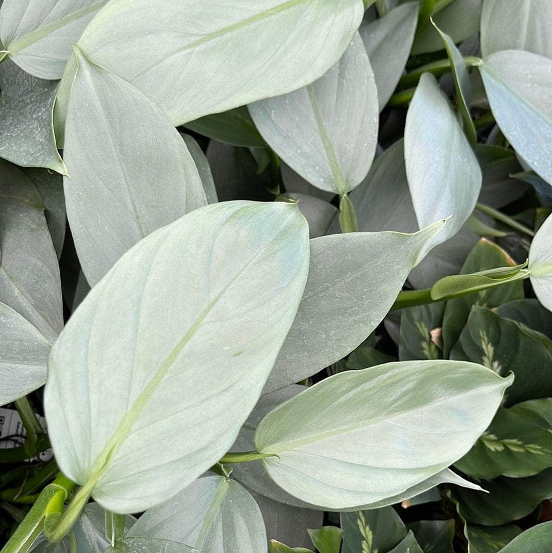 Philodendron Silver Sword Care Tips and Tricks