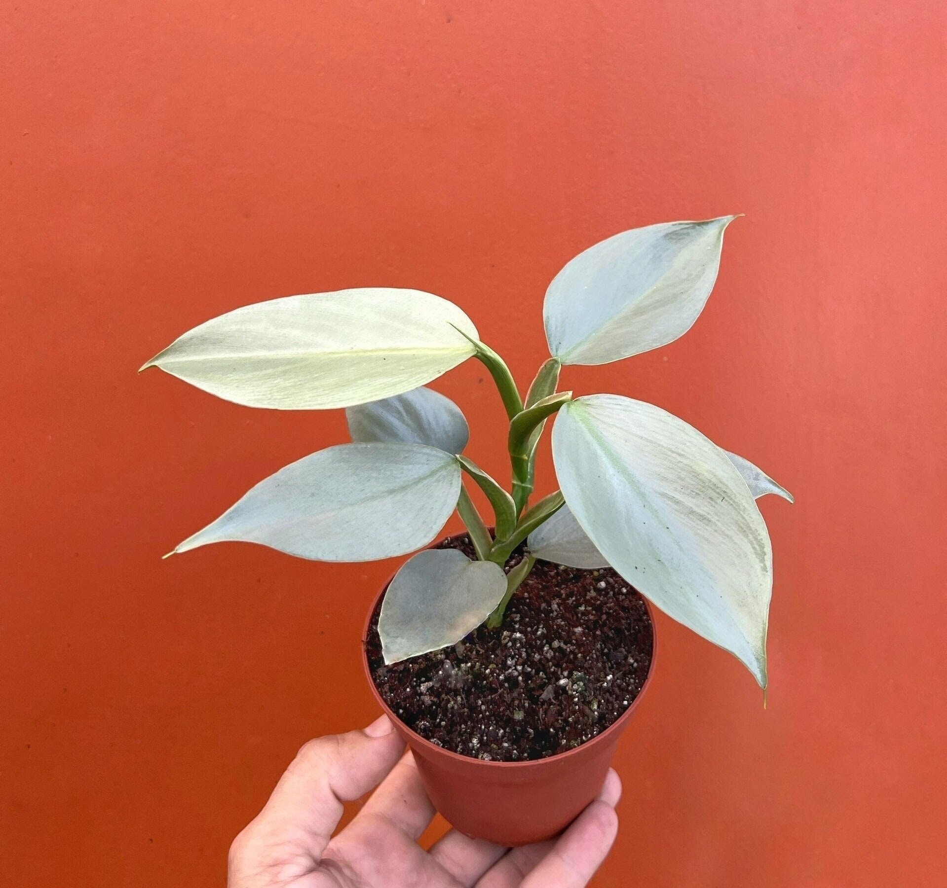 Philodendron Silver Sword Care Tips and Tricks