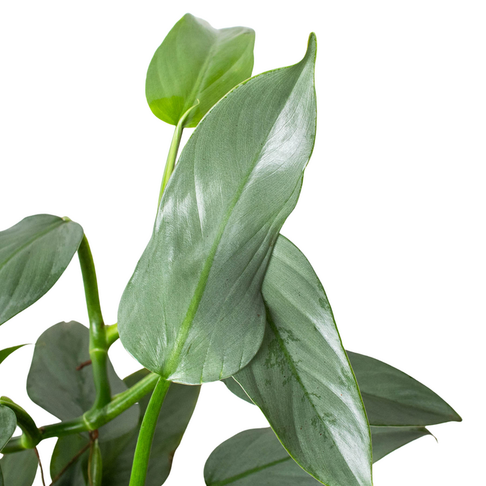 Philodendron Silver Sword Care Tips and Tricks