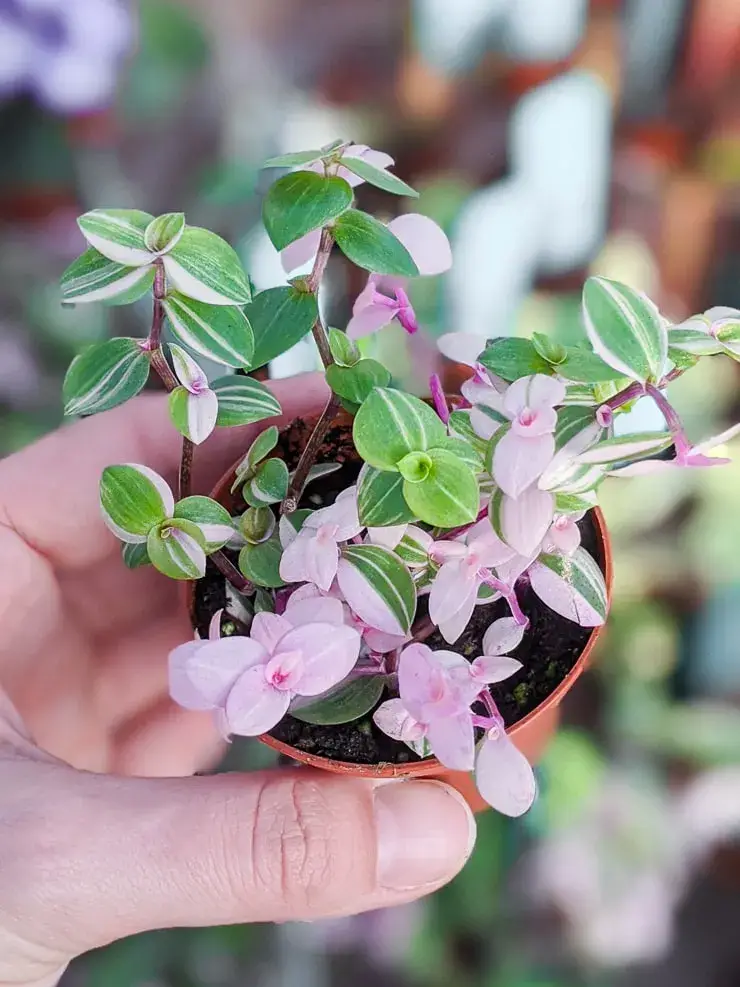 Pink Panther Plant Care Tips and Tricks for a Flourishing Houseplant