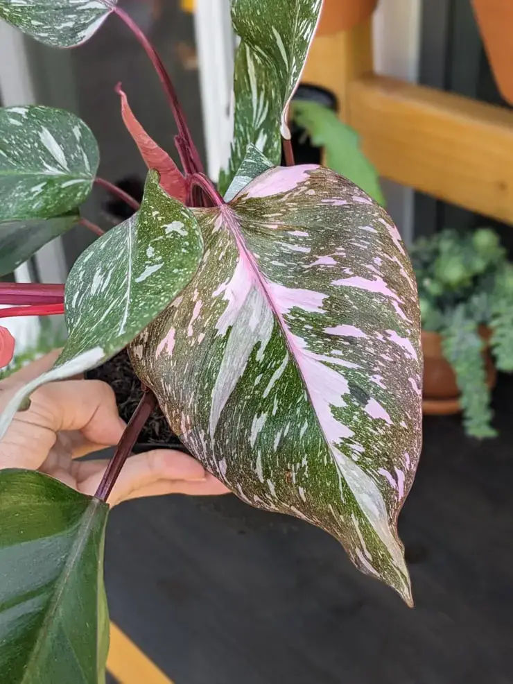 Pink Princess Philodendron Care Everything You Need to Know