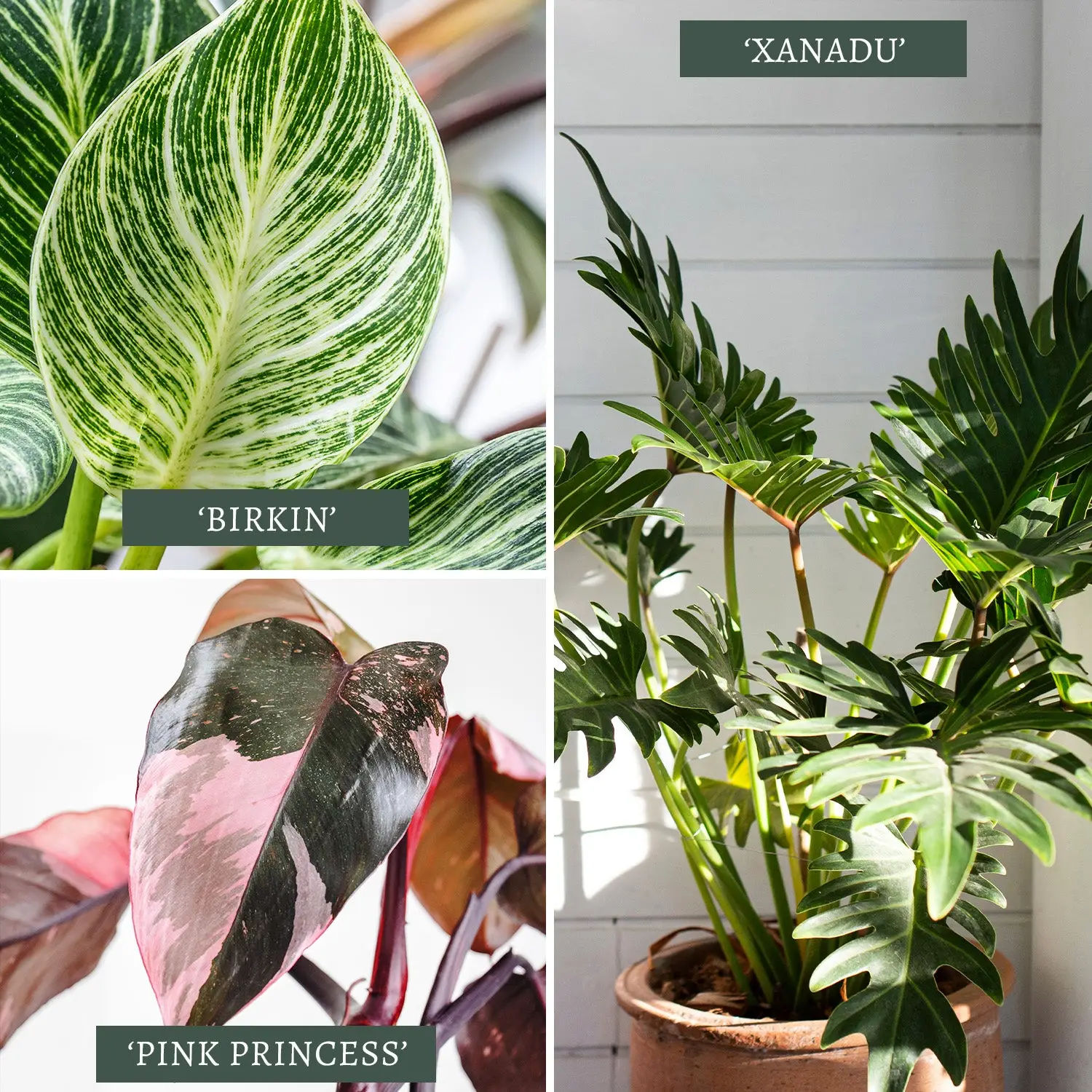 Pink Princess Philodendron Care Everything You Need to Know