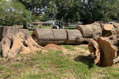 The Importance of Red Oak Tree Services