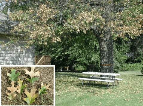 The Importance of Red Oak Tree Services