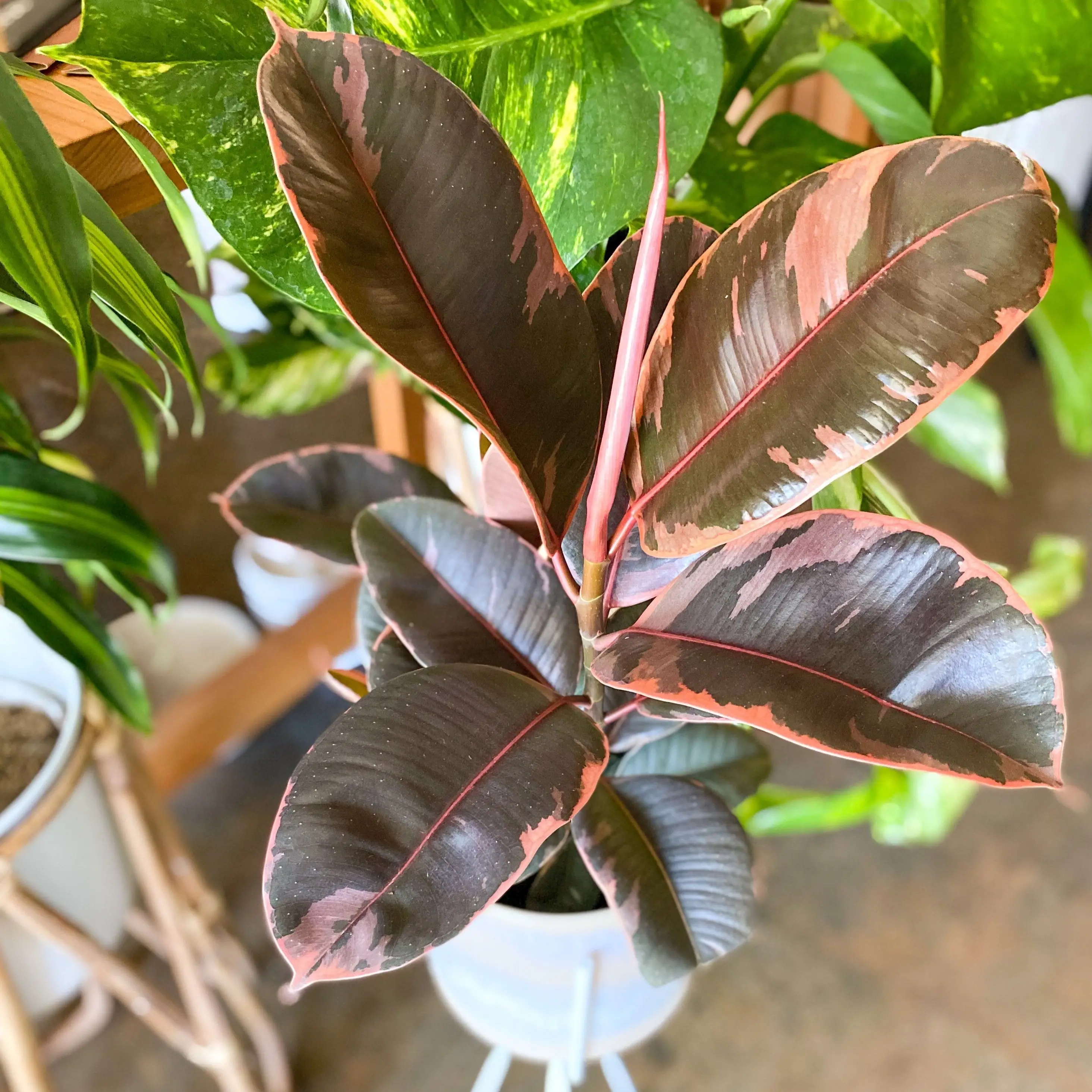 Ruby Rubber Plant Care Tips and Tricks for a Healthy Houseplant