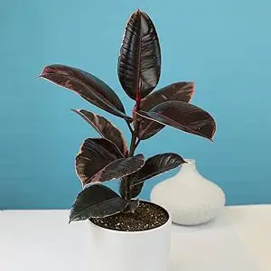 Ruby Rubber Plant Care Tips and Tricks for a Healthy Houseplant