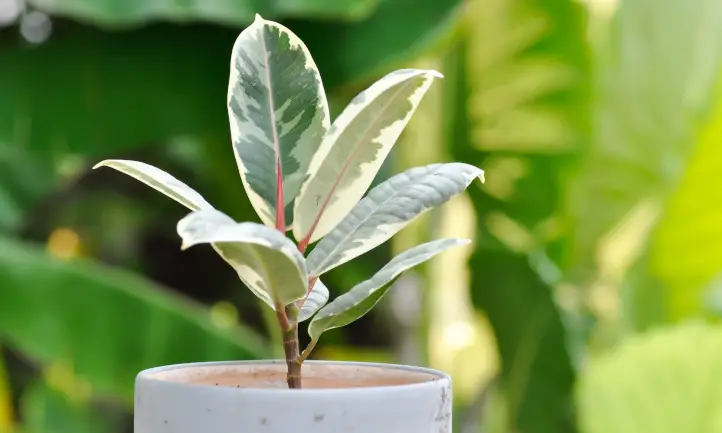 Ruby Rubber Plant Care Tips and Tricks for a Healthy Houseplant