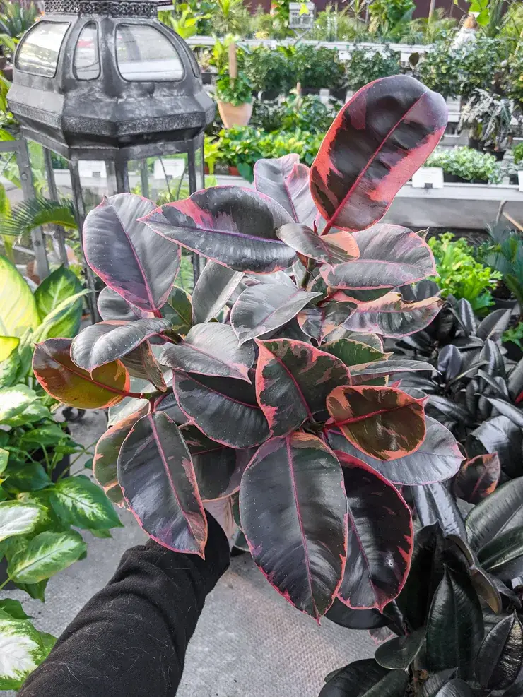 Ruby Rubber Plant Care Tips and Tricks for a Healthy Houseplant