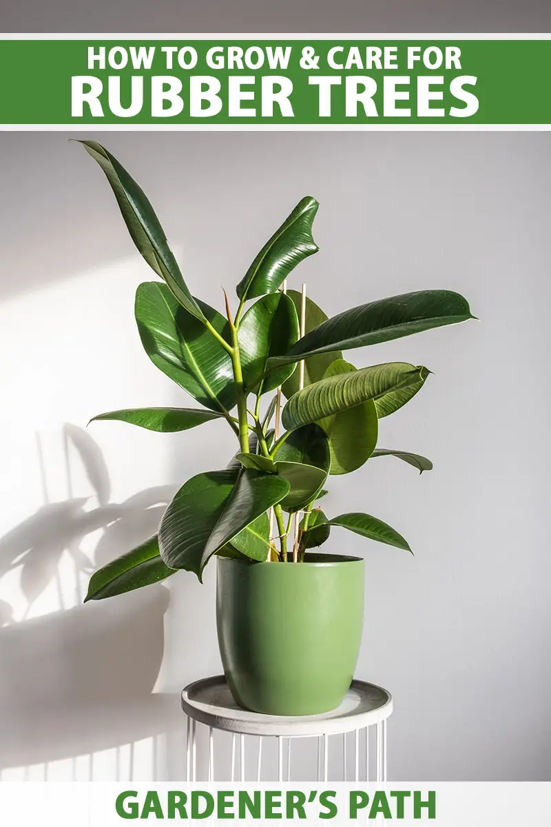 Ruby Rubber Plant Care Tips and Tricks for a Healthy Houseplant