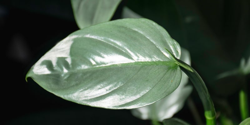 Silver Sword Philodendron Care Tips for Growing and Maintaining this Stunning Plant