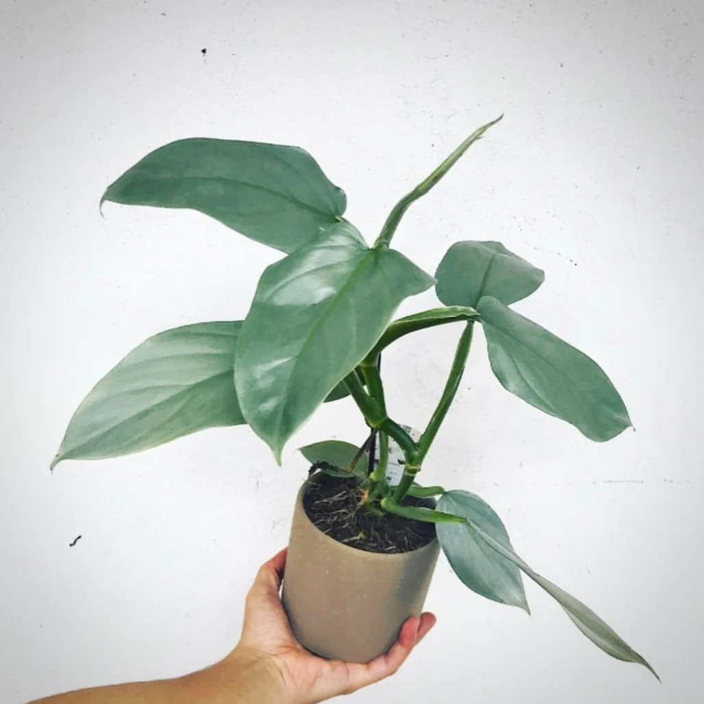 Silver Sword Philodendron Care Tips for Growing and Maintaining this Stunning Plant