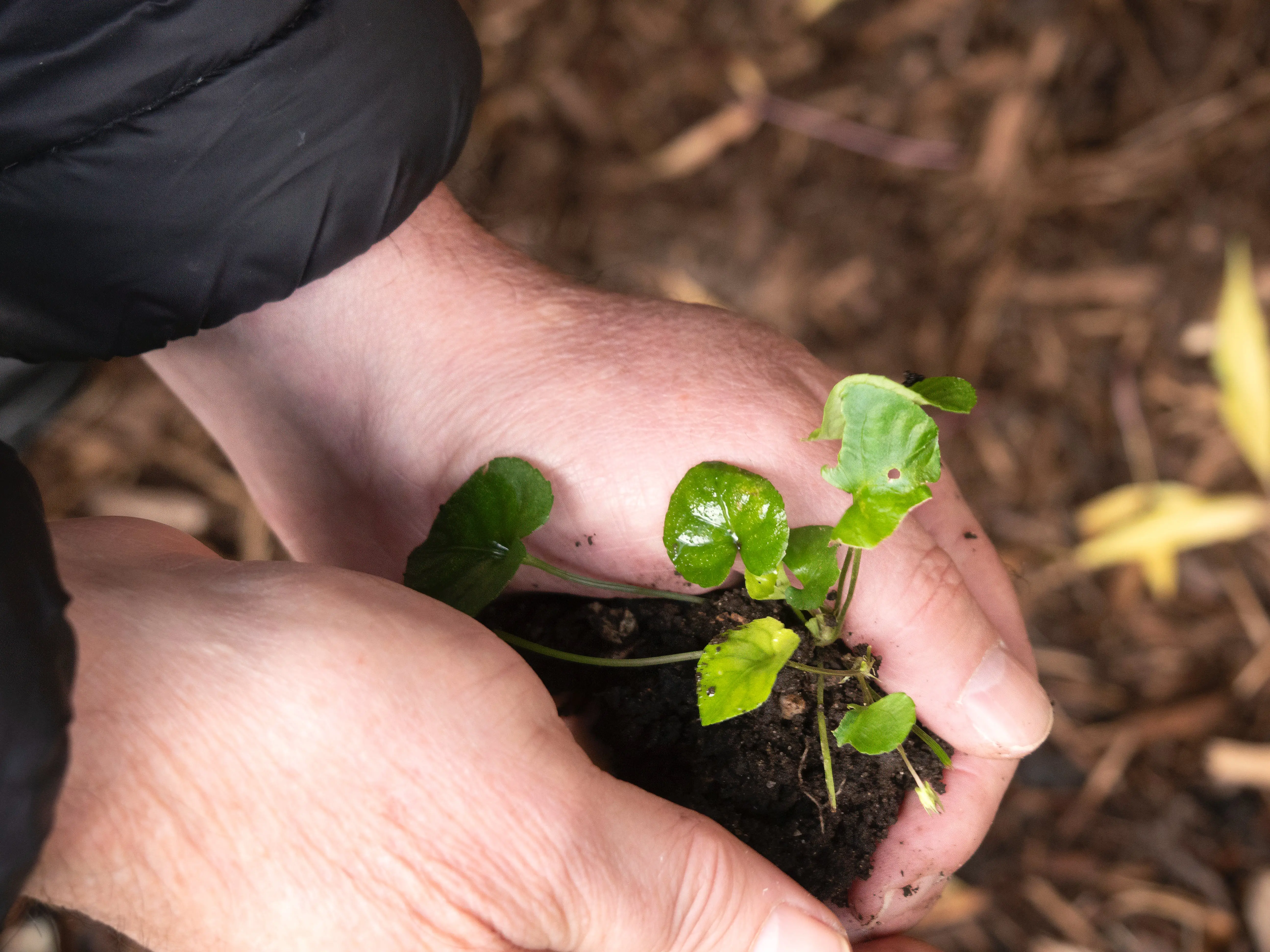 Sun Star Plant Care How to Keep Your Sun Star Thriving