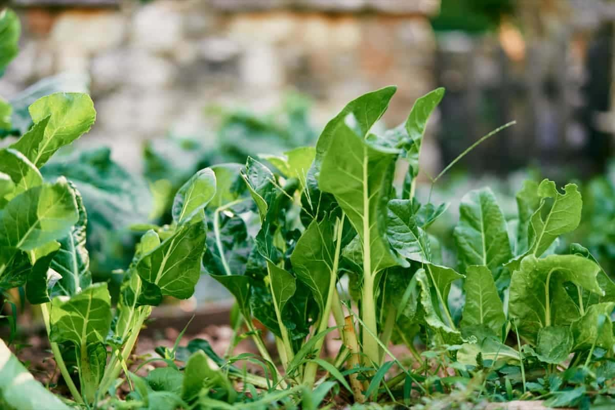 Swiss Chard Companion Plants How to Choose the Perfect Companions for Your Garden