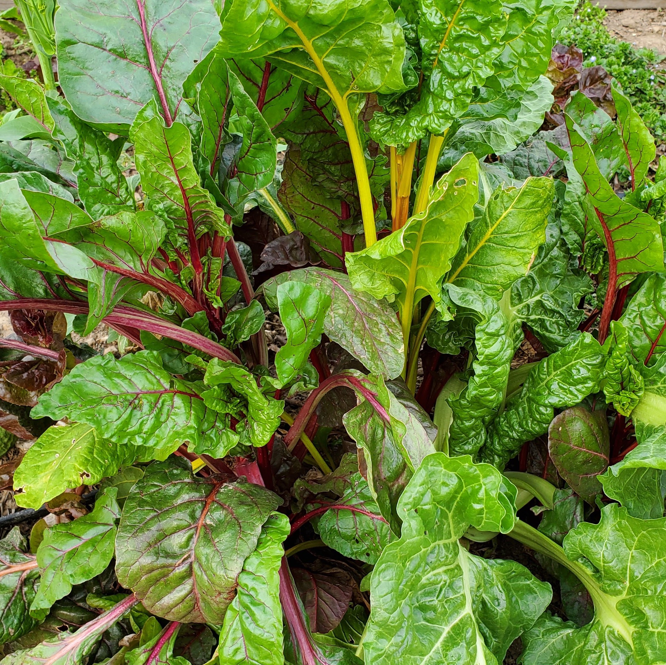 Swiss Chard Companion Plants How to Choose the Perfect Companions for Your Garden