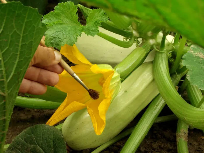 The Best Vegetables to Plant in February for a Bountiful Harvest