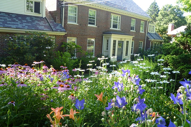 Designing a Front Yard Wildflower Garden for a Beautiful and Sustainable Landscape