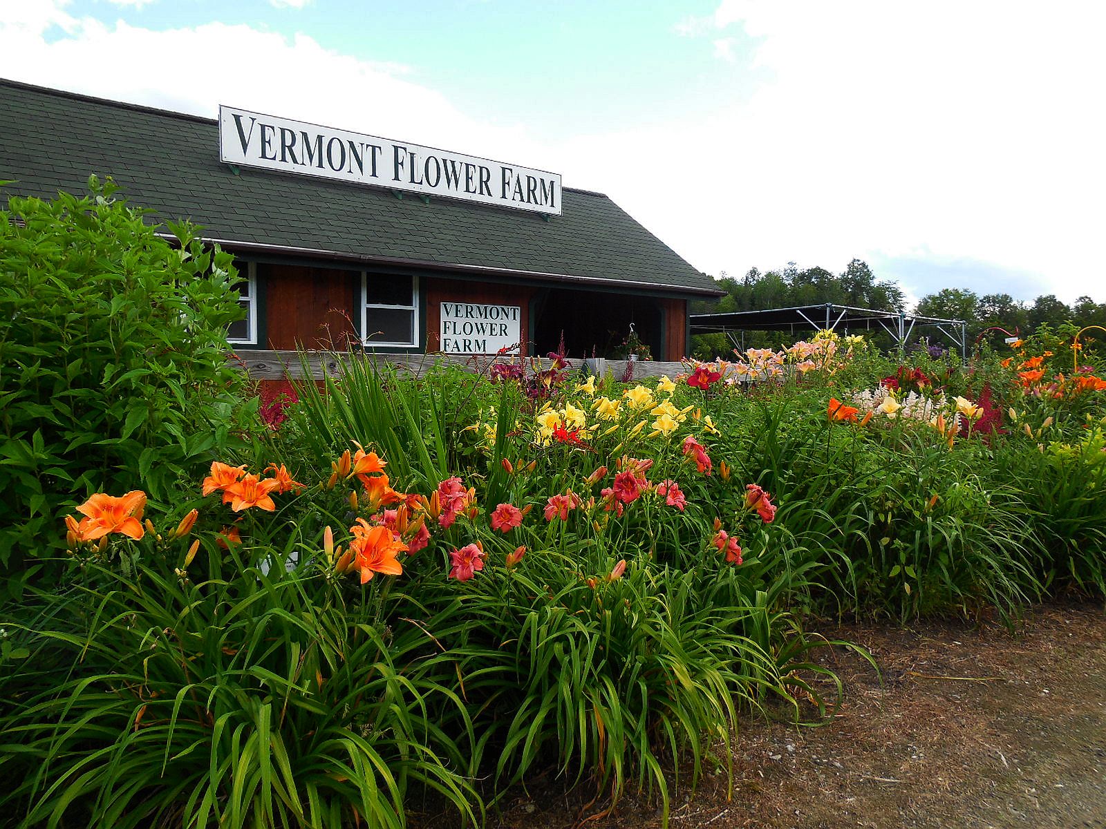 Landscaping with Hostas and Daylilies A Beautiful Combination