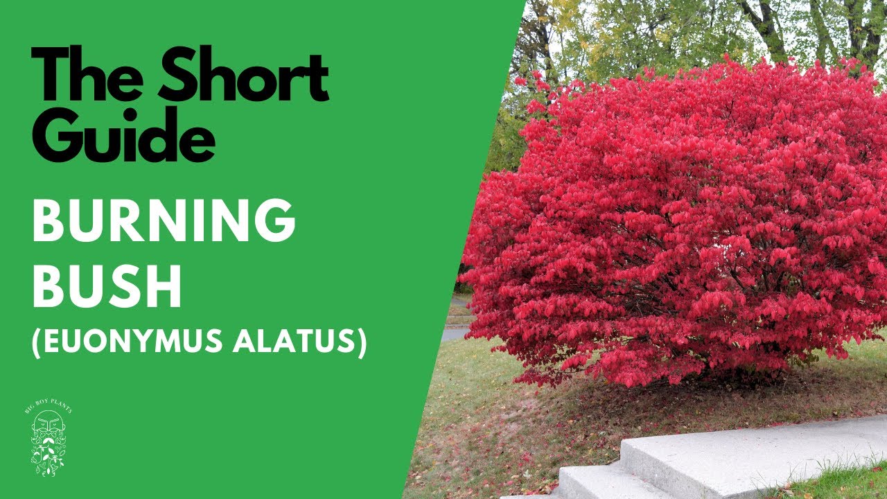 Red Bushes for Landscaping Adding Color to Your Outdoor Space