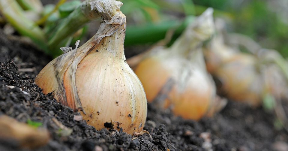 Onion Water for Plants A Natural Boost for Your Garden