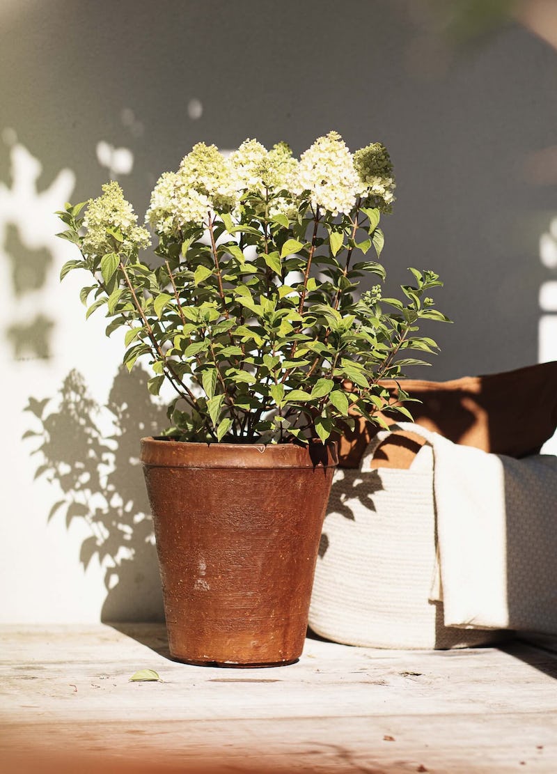 Potted Hydrangea Winter Care How to Keep Your Plants Happy and Healthy During the Cold Months