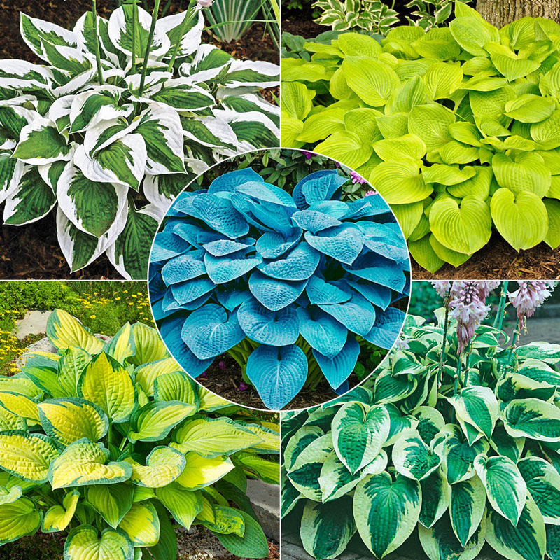 Landscaping with Hostas and Daylilies A Beautiful Combination