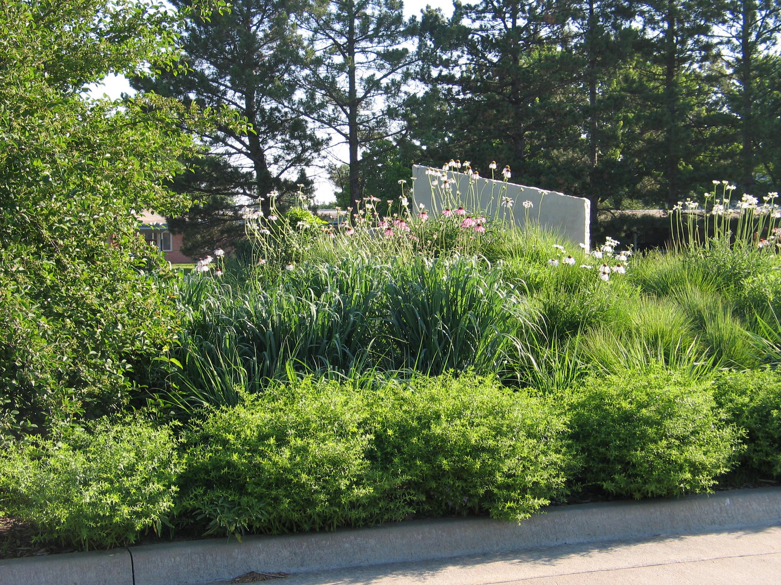 Designing a Front Yard Wildflower Garden for a Beautiful and Sustainable Landscape