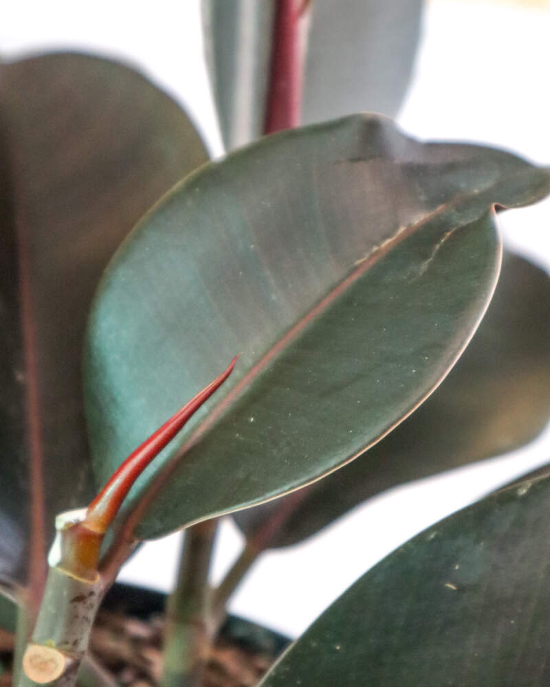 Burgundy Rubber Plant Care Everything You Need to Know