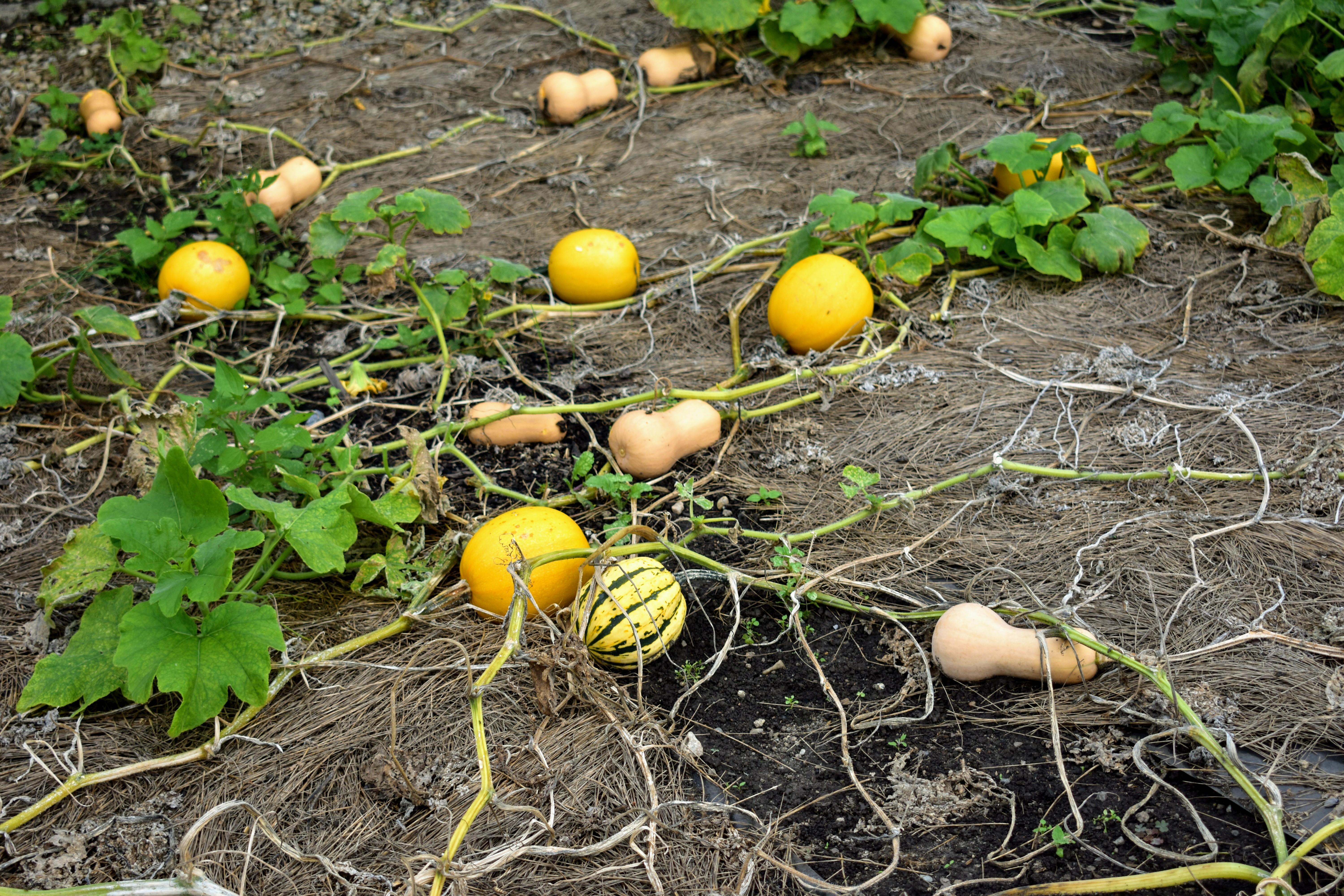 Growing Butternut Squash in Containers A Beginner