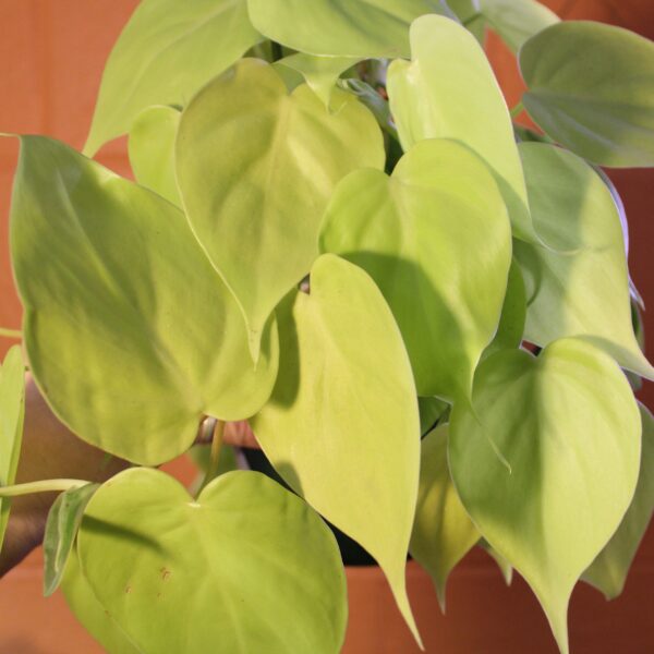 Philodendron Lemon Lime Care Tips for a Happy and Healthy Plant