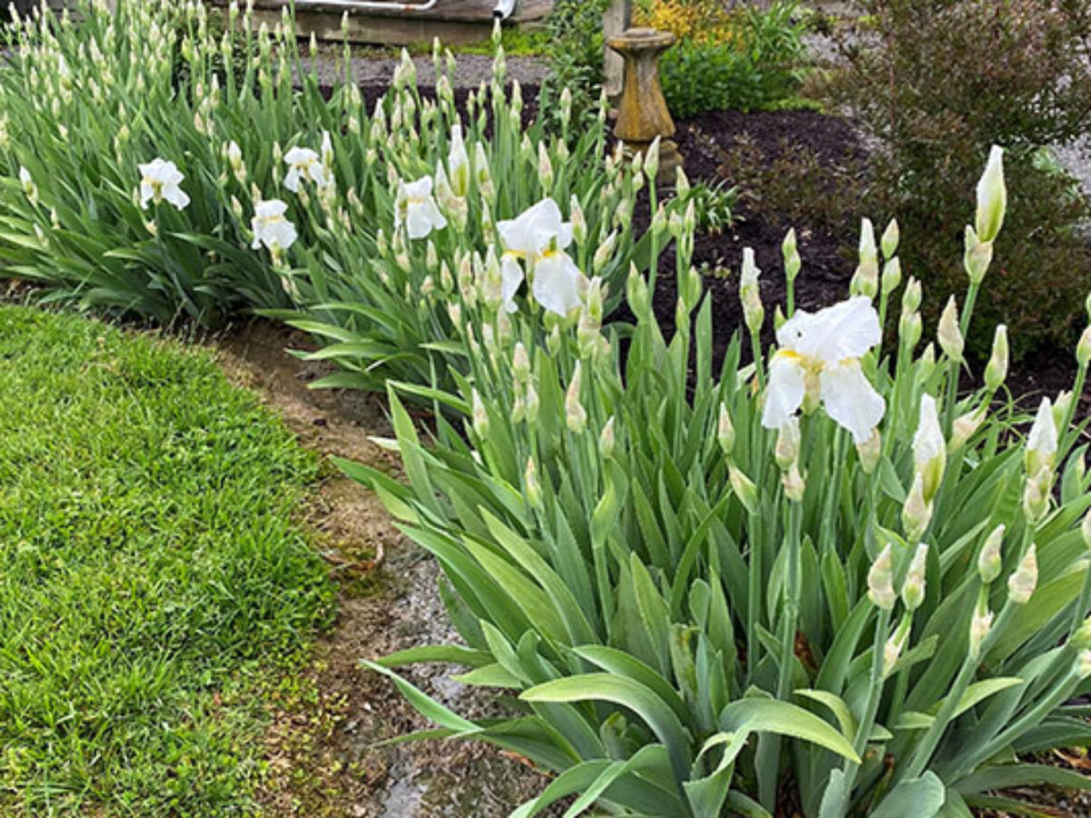 Landscaping with Hostas and Daylilies A Beautiful Combination