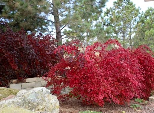 Red Shrubs for Landscaping Adding Color to Your Outdoor Space