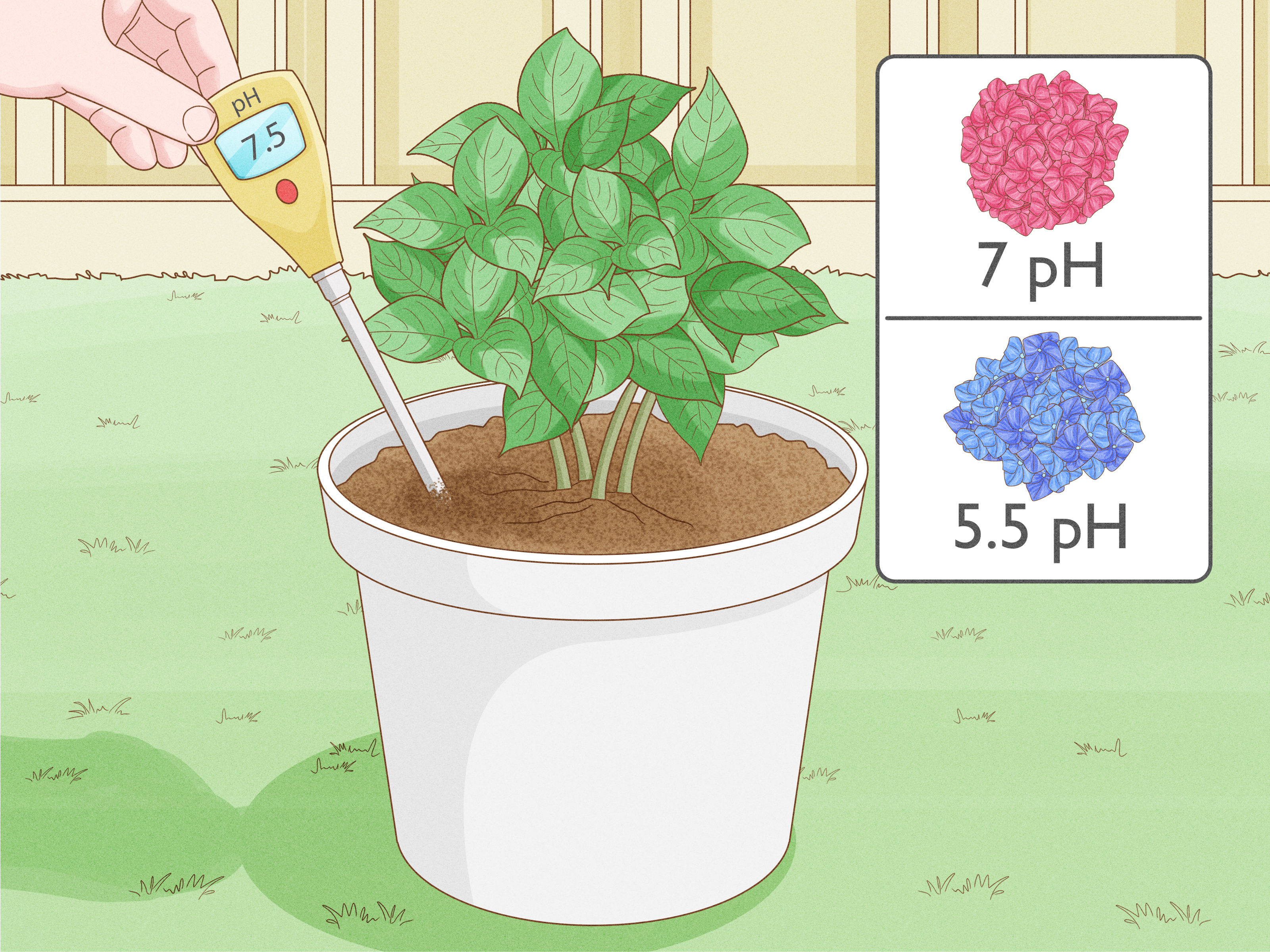Potted Hydrangea Winter Care How to Keep Your Plants Happy and Healthy During the Cold Months