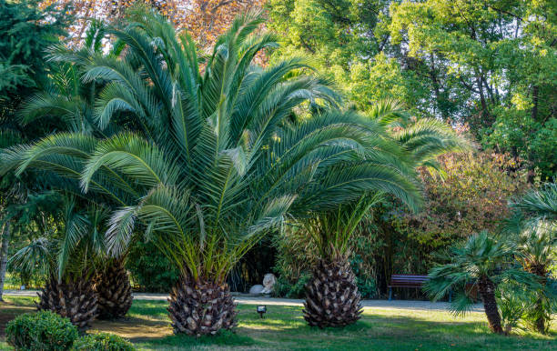 Landscaping with Pygmy Date Palms A Guide to Creating a Stunning Outdoor Space