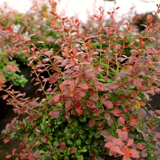 Red Bushes for Landscaping Adding Color to Your Outdoor Space