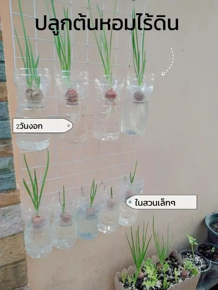 Onion Water for Plants A Natural Boost for Your Garden