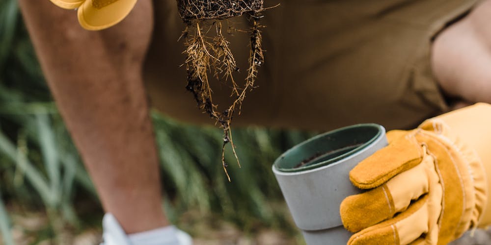 National Gardening Day 2024 A Celebration of Nature and Community