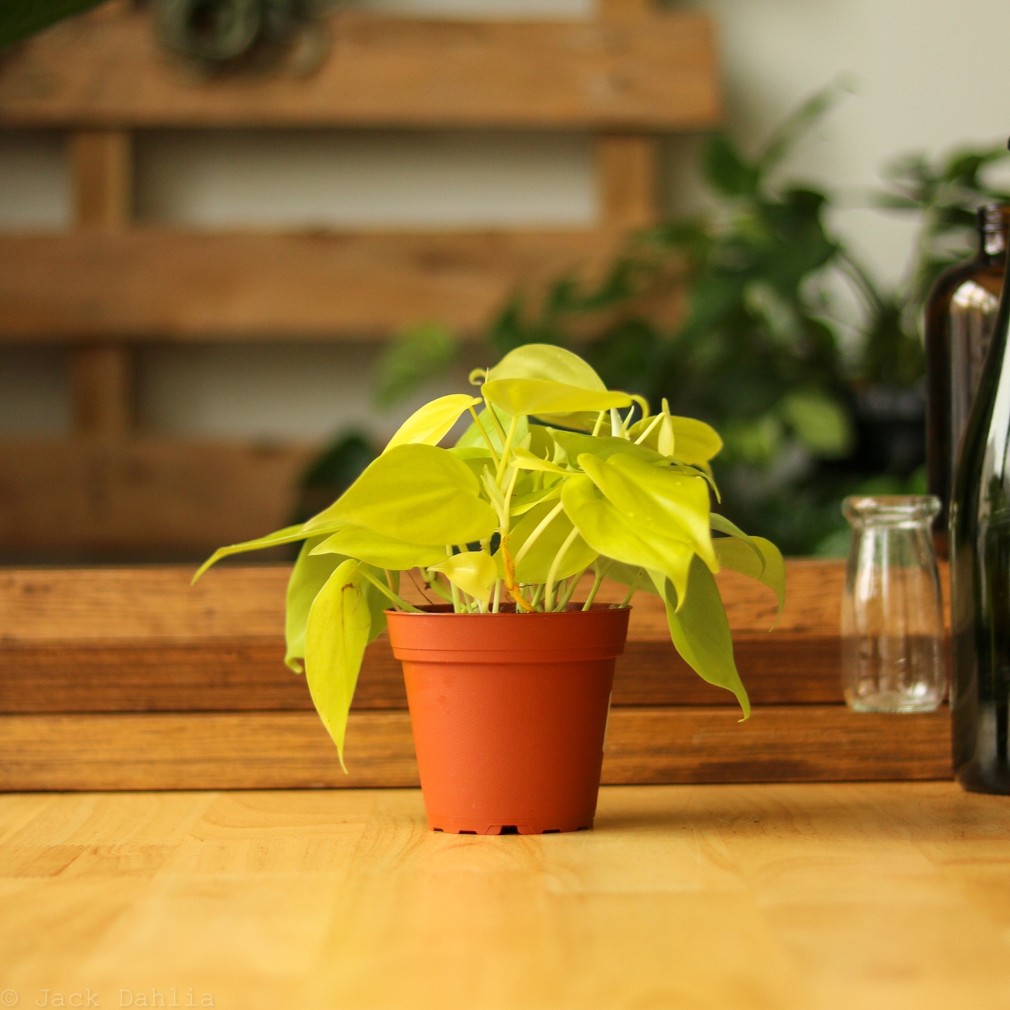 Philodendron Lemon Lime Care Tips for a Happy and Healthy Plant